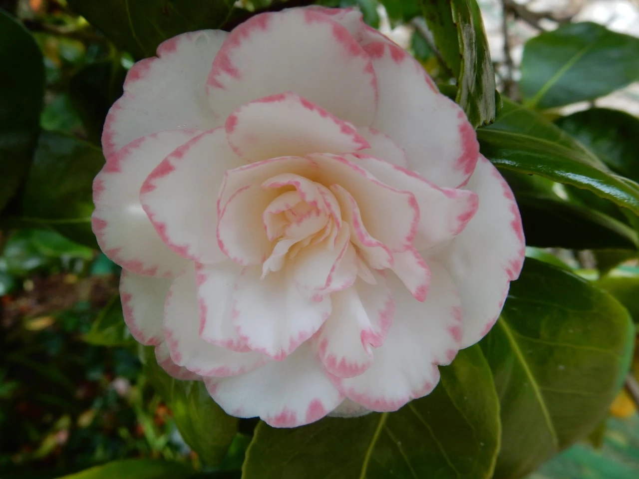 C. japonica 'Margaret Davis' AGM